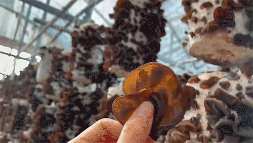 为什么市场上的木耳那么便宜,现在的木耳价格是什么样