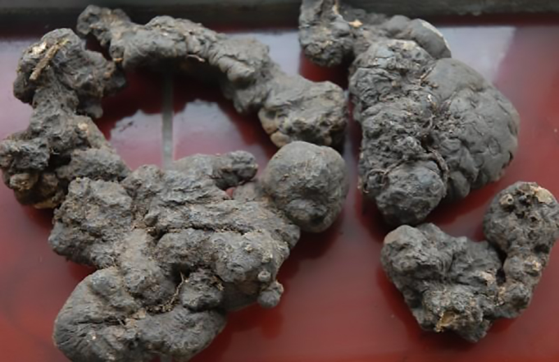 农村小伙白手起家挣千万,返乡种药材致富故事