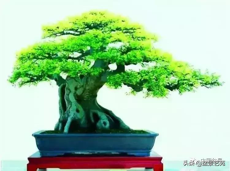 最简单的金奖盆景,金奖榆树盆景制作