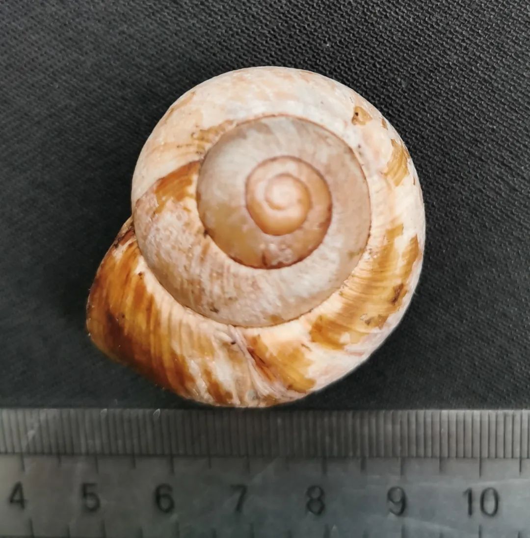 又是蜗牛，239只“万齿怪兽”被上海海关截获，蜗牛破坏力有多强