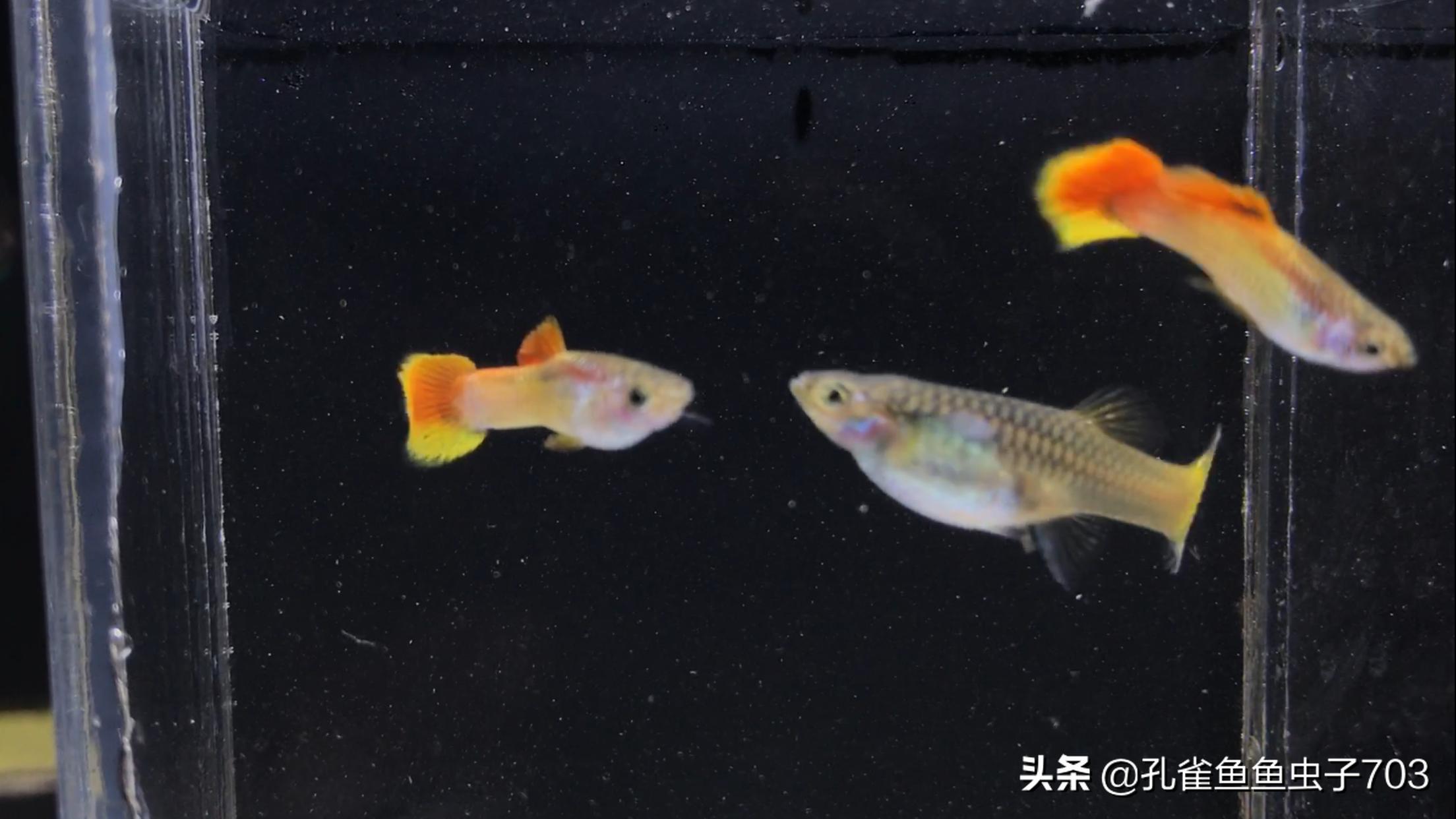 孔雀鱼什么时间配对,孔雀鱼最佳配对