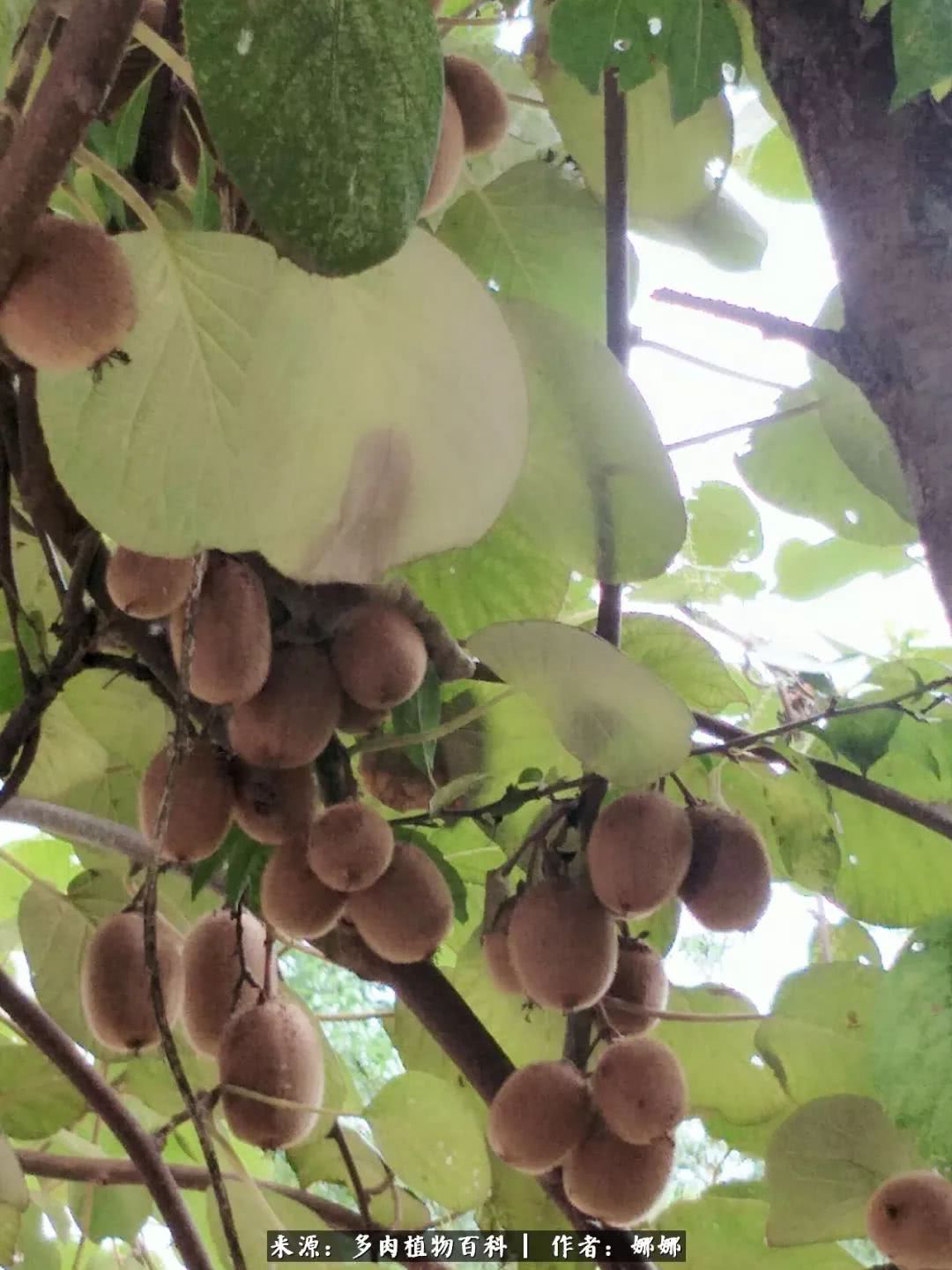 篱笆花开情常在，守你一生不变！