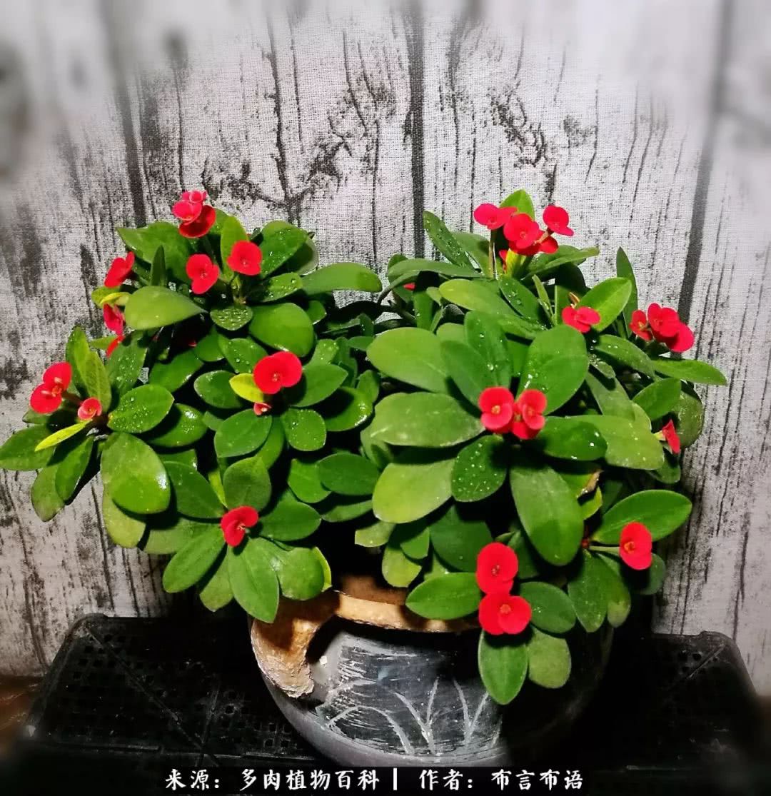 从多肉上感悟人生,多肉的真实生活感悟