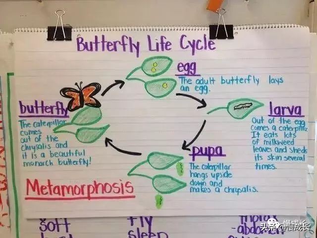思维导图简单大方,思维导图不容错过