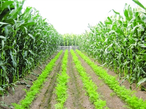 怎样避免重茬危害,重茬危害