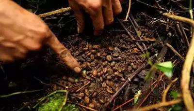 猫屎咖啡三合一,越贡三合一猫屎咖啡