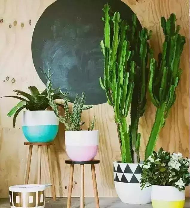 消除新房甲醛的是哪种盆景植物,吸附甲醛最好植物