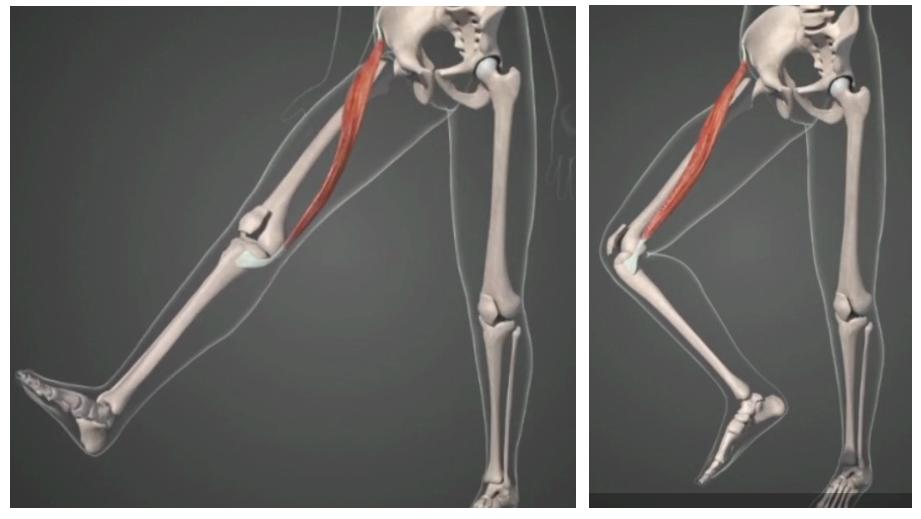 瑜伽髋部的结构,瑜伽呼吸缝合术