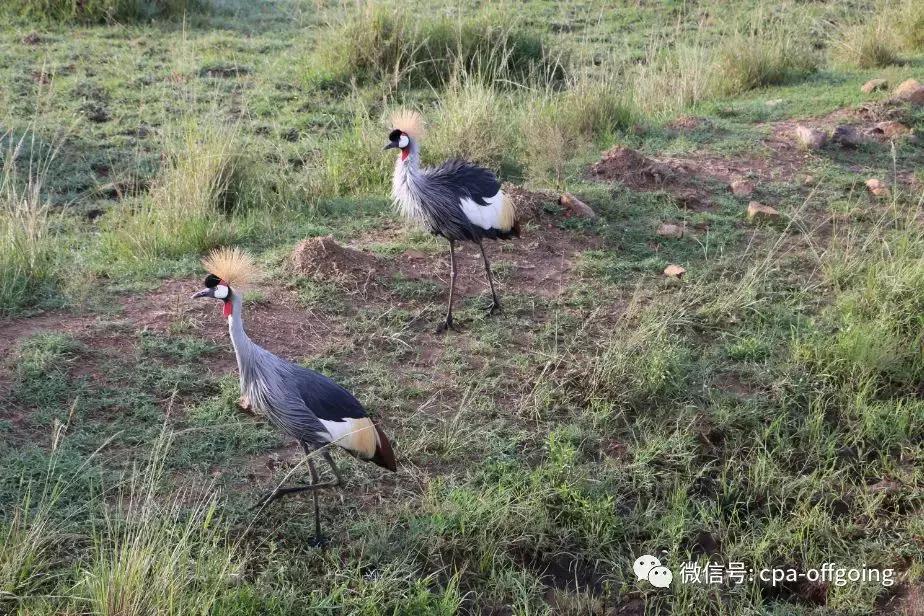 这个野奢的国度，欧美、日韩人都爱去，为何我们国家没人去？
