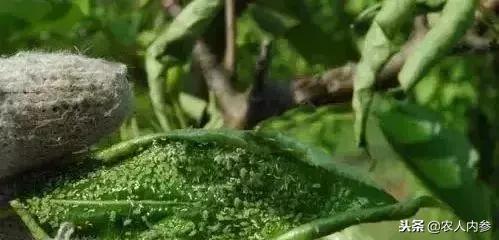 梨树高产秘方,梨树栽培技术及病虫害防治措施