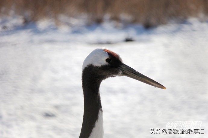 雪国和冰雪,雪国旅游
