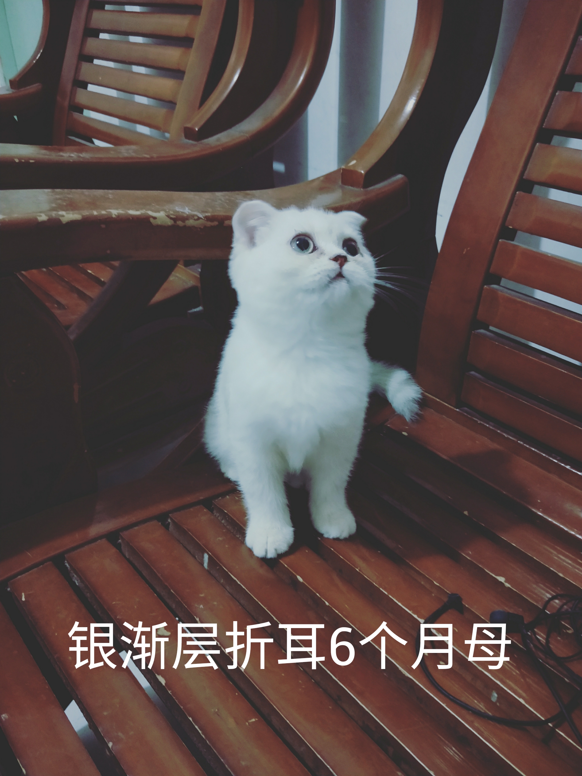 脱肛猫是什么,脱肛的小猫怎么治