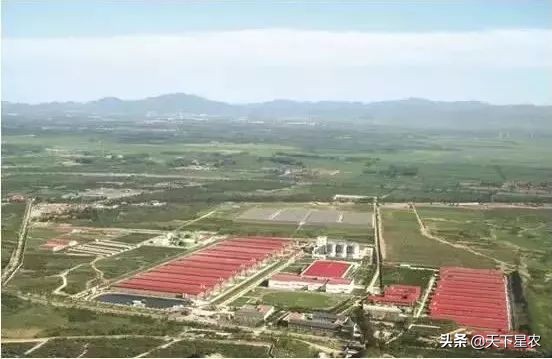 山东德青源鸡蛋基地,德青源农业扶贫