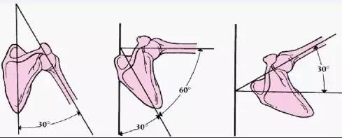 哑铃侧平举怎么避免斜方肌借力,侧平举圆肩如何避免斜方肌借力