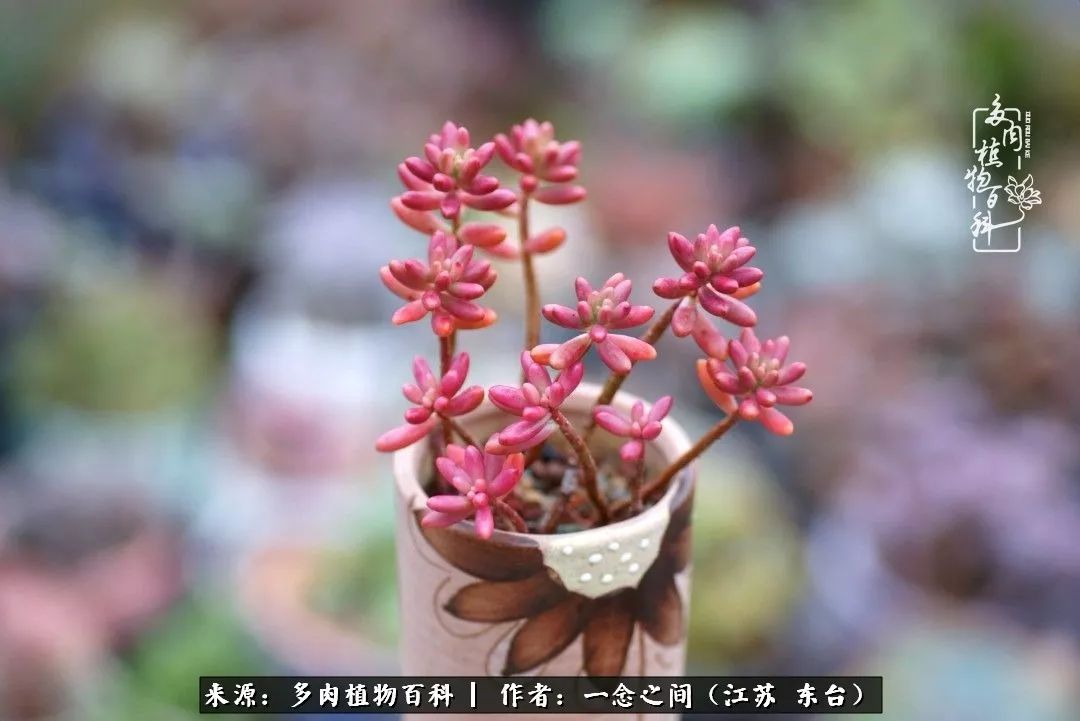 对多肉植物的爱心寄语,赏兰花感言