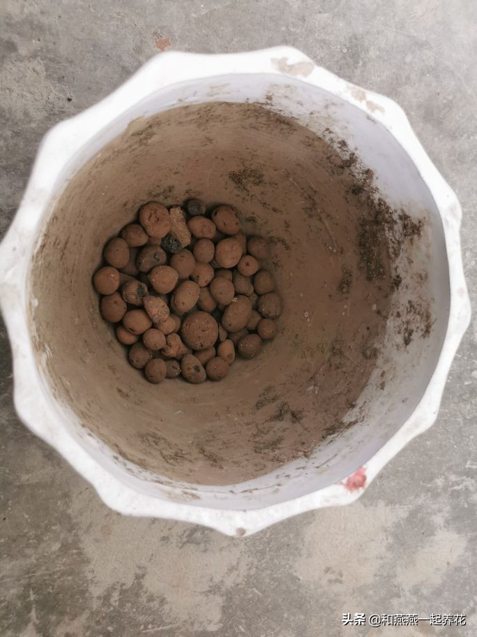 燕燕带你一步一步揭秘为什么花市买的茉莉花不换盆养不活