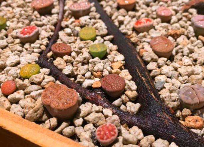 多肉树枝拼盘造景图片,怎么养成老桩多肉