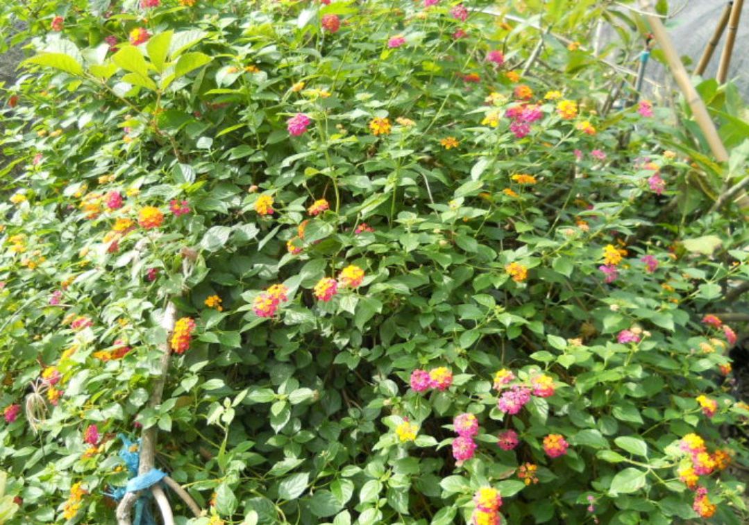 38种常见入侵植物花朵,38种疯狂的入侵植物