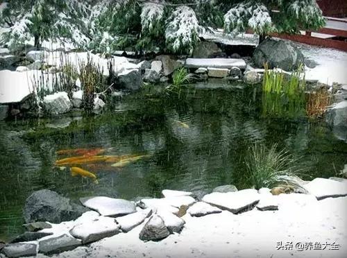 锦鲤春夏养秋冬赏,谈谈锦鲤的春夏秋冬那些事