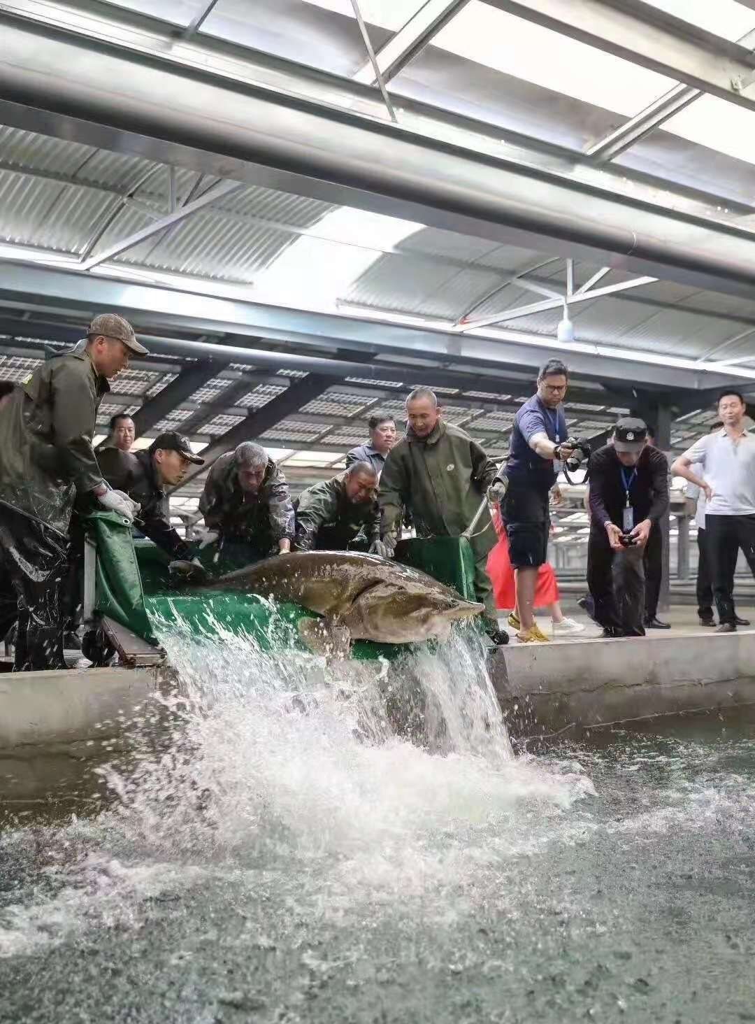 春露鱼子酱,春季爆款鱼子酱