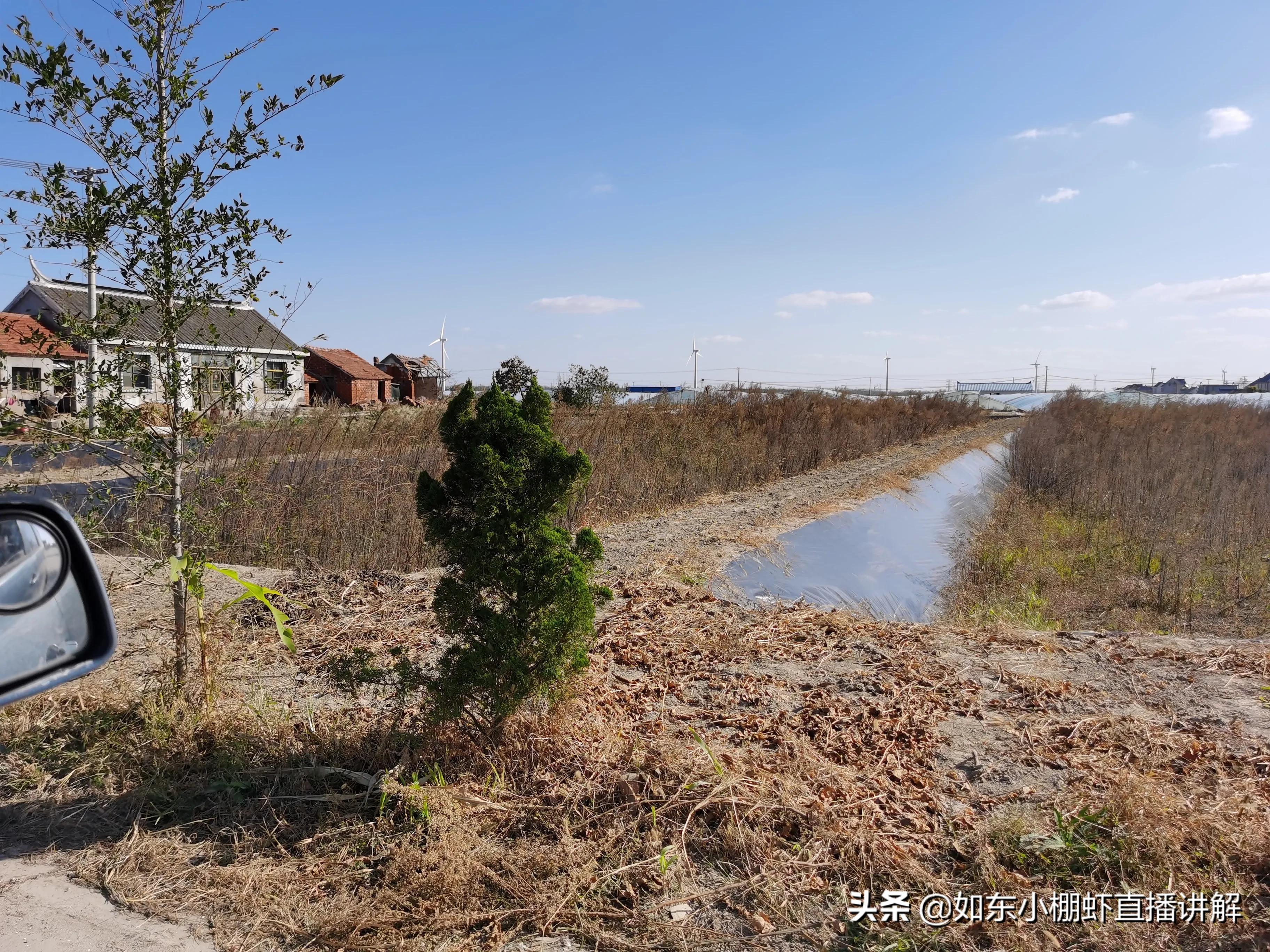 虾塘ph低,虾塘ph高能用芽孢杆菌吗