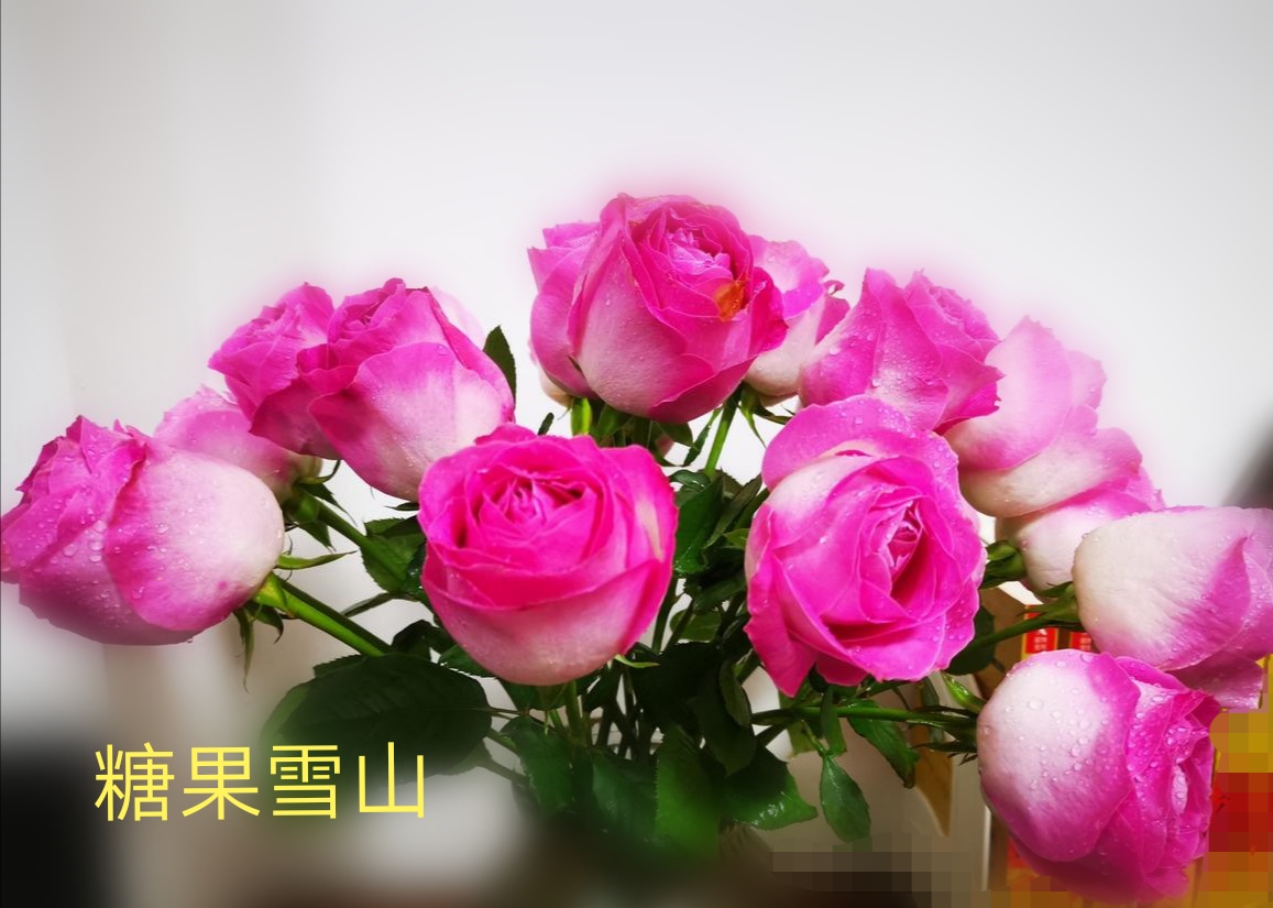 切花火焰月季,适合新手的切花月季