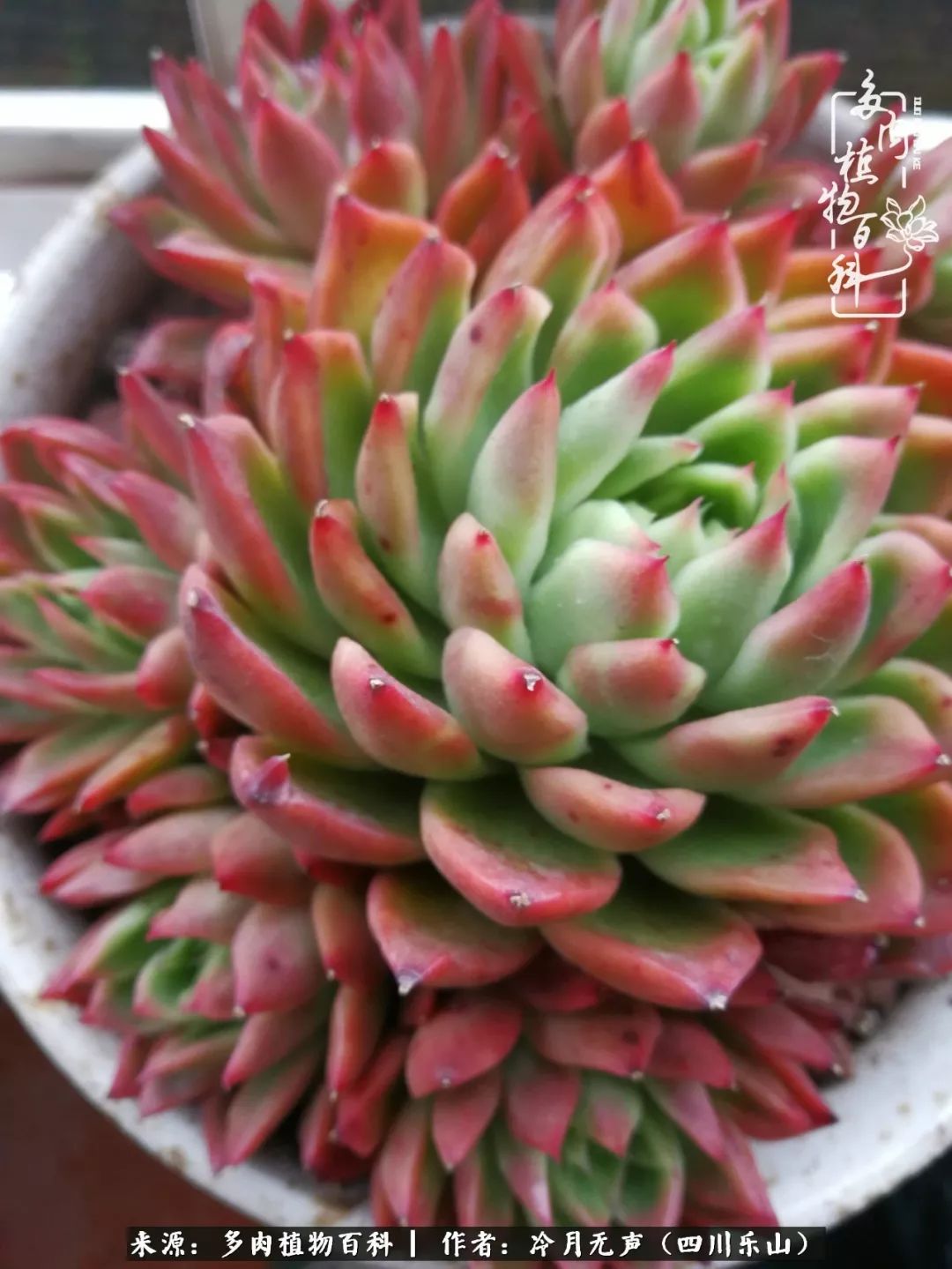 时光见证多肉故事,关于多肉的故事