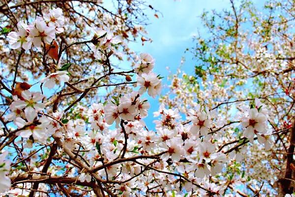 疆果福巴旦木,疆果儿酸奶巴旦木