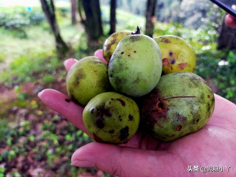 那些年我们一起摘过的野果子，现在少见了，你还记得几种