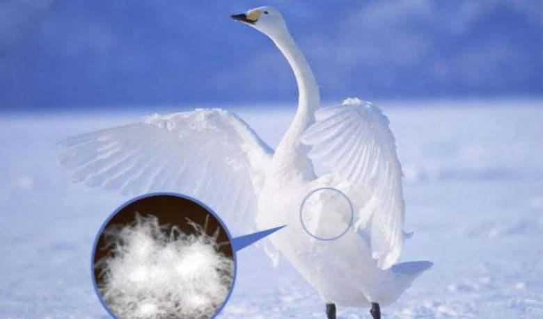 鹅绒被是冬季必备的神器,四季都能盖的鹅绒被