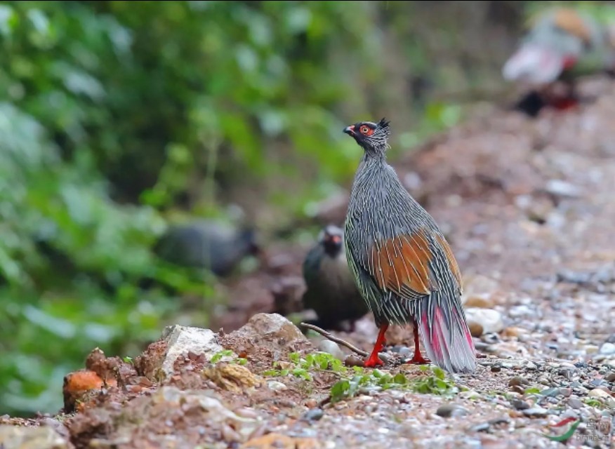 莲花山上莲花寺,莲花山普宁山顶