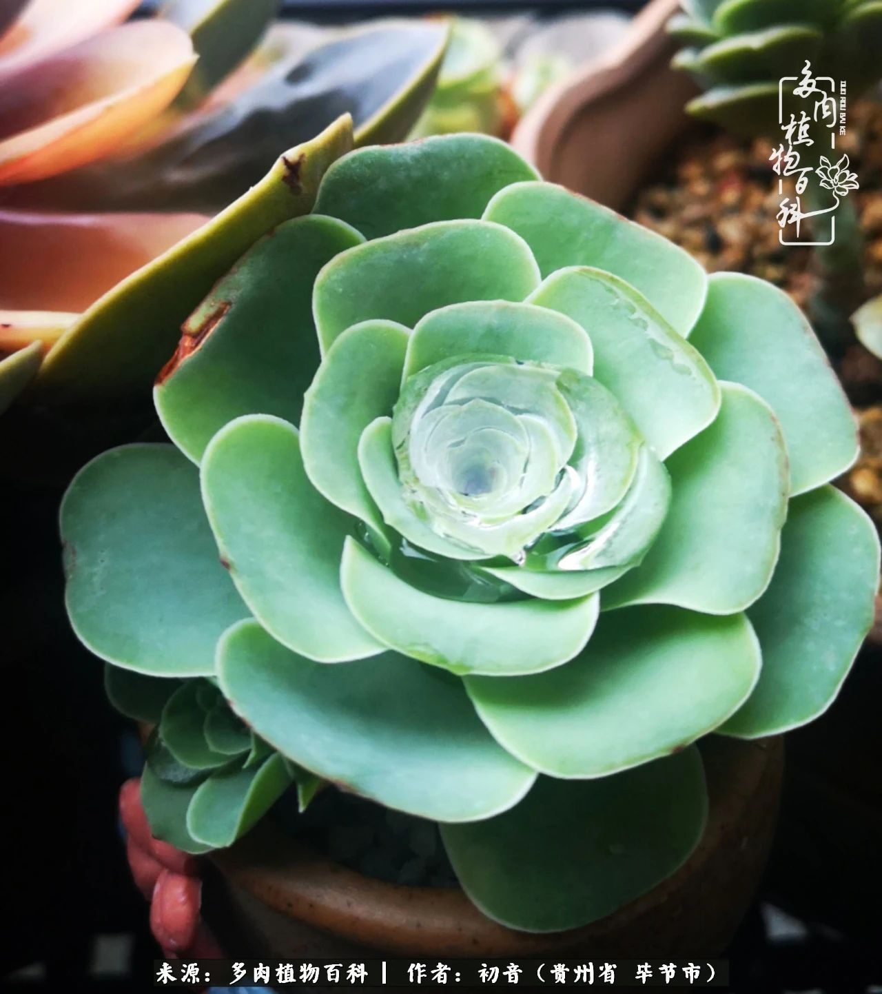 和多肉共度美好时光,与多肉一起成长