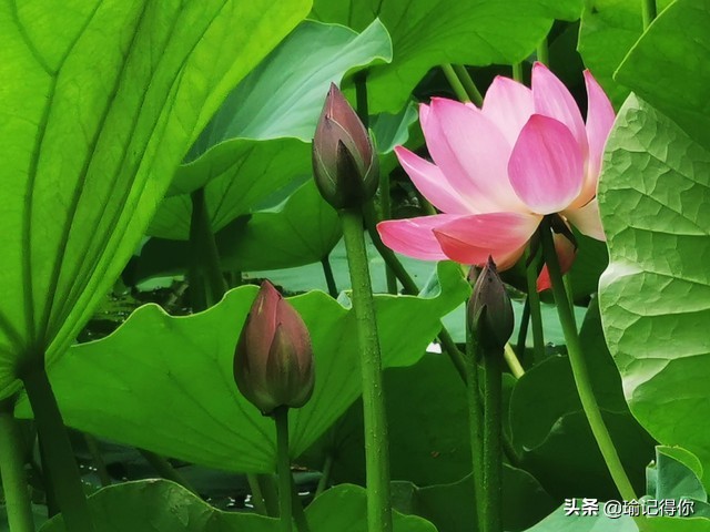 贵州大叔看见别人给娇妻要微信，他是这样处理的