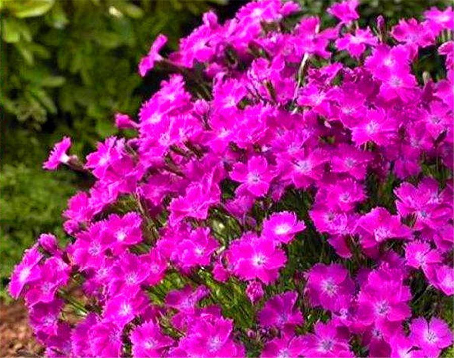 石竹好养又好看,只要做好“1勤2多和1少”,1盆花开50朵