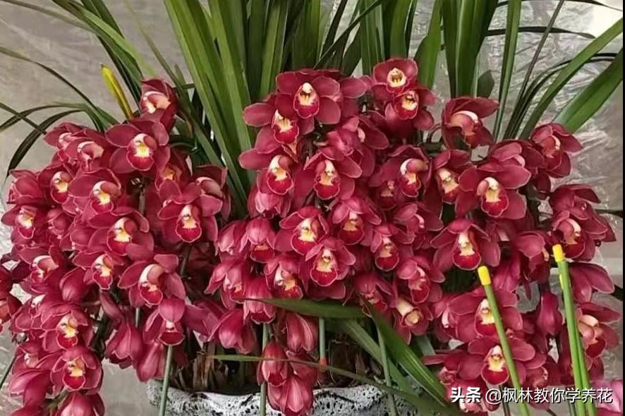 10种春节必选花卉,最受欢迎的十大年宵花