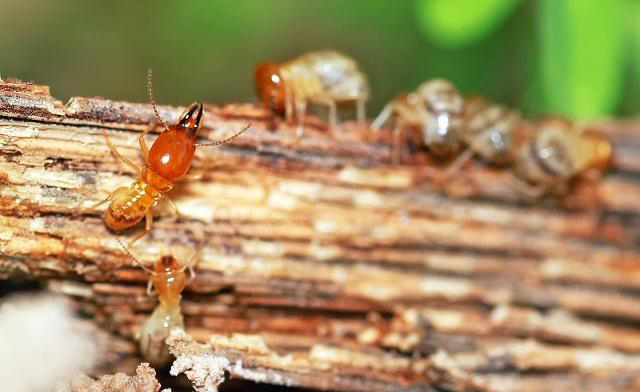 广州小区房子出现白蚁怎么办,广州哪里有白蚁