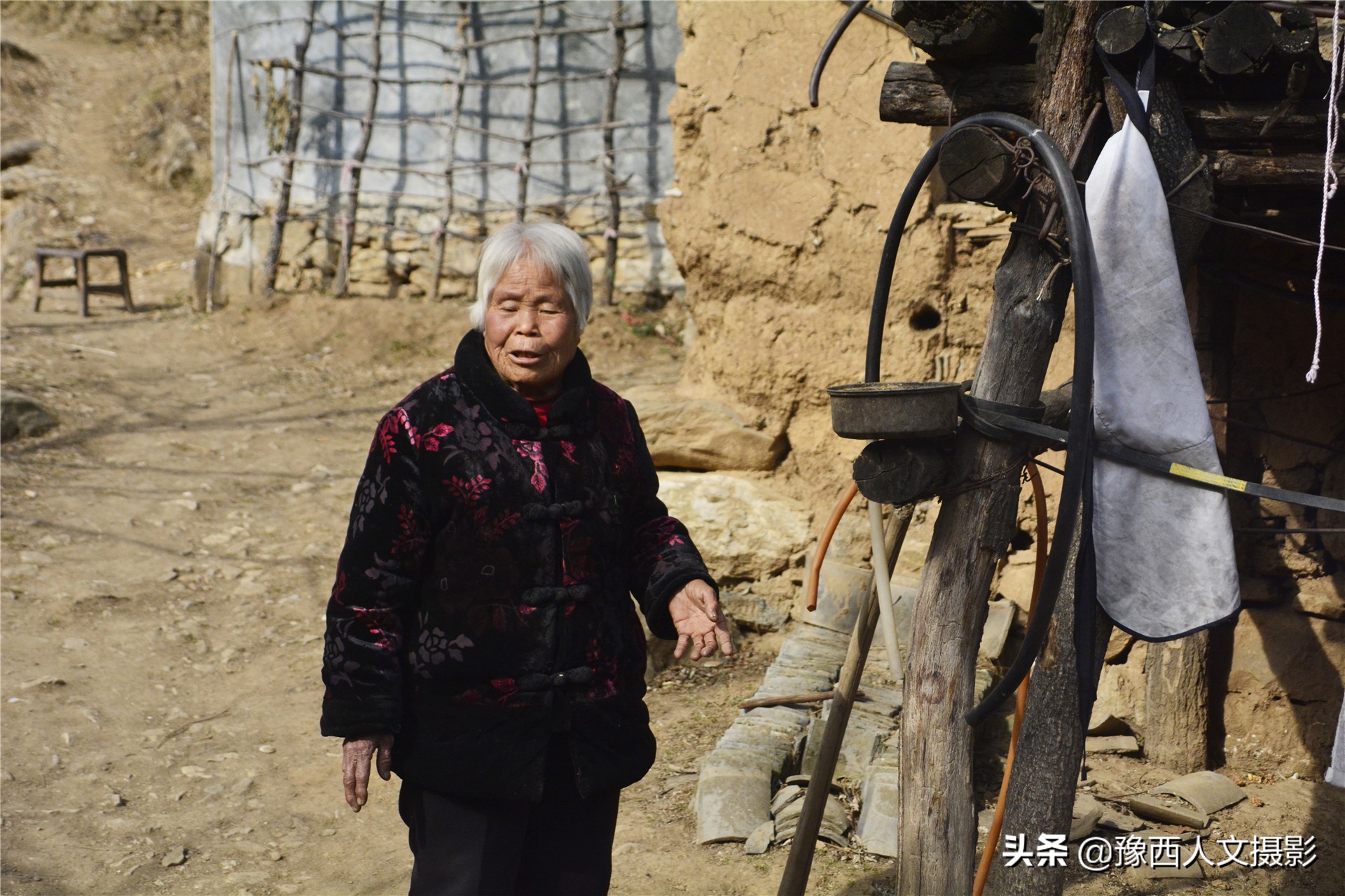 一百多年的老柿树才长这么大,碗口粗无核柿树图片