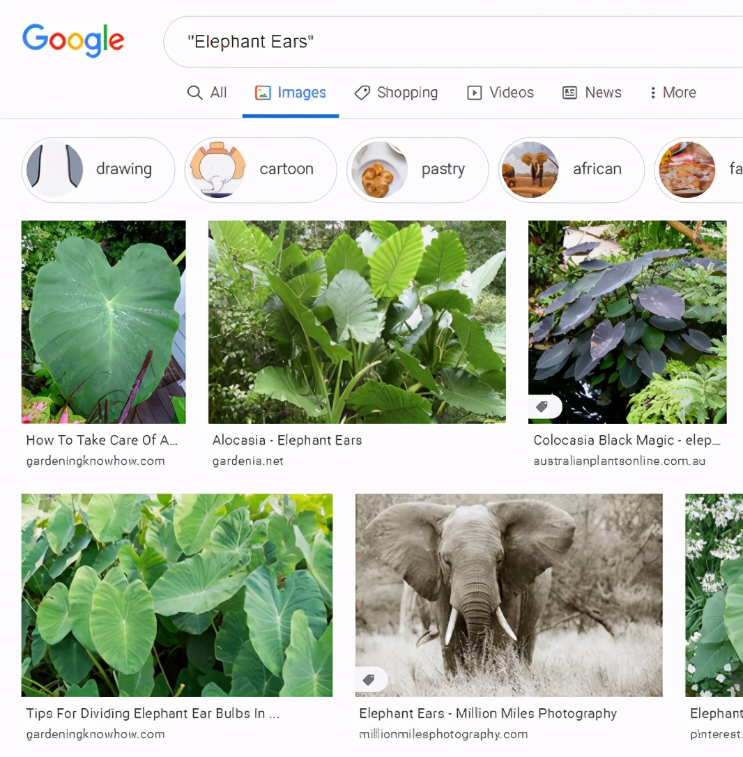 建立一个植物毒性分类器:数据准备和清理