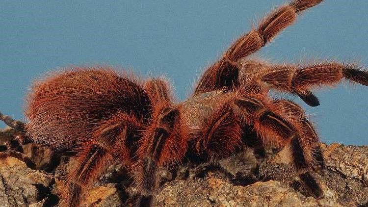 饲养蜘蛛要准备哪些用品,巴西所罗门蜘蛛饲养教程