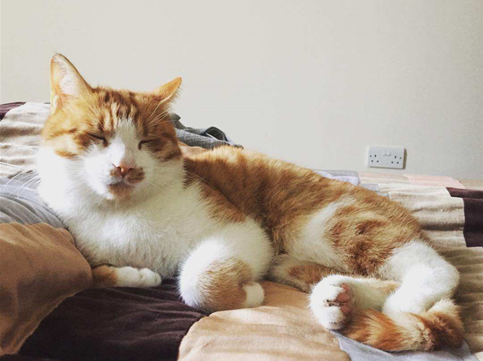 猫咪体外除虫会不会在家里,给猫咪洗澡能杀死跳蚤吗