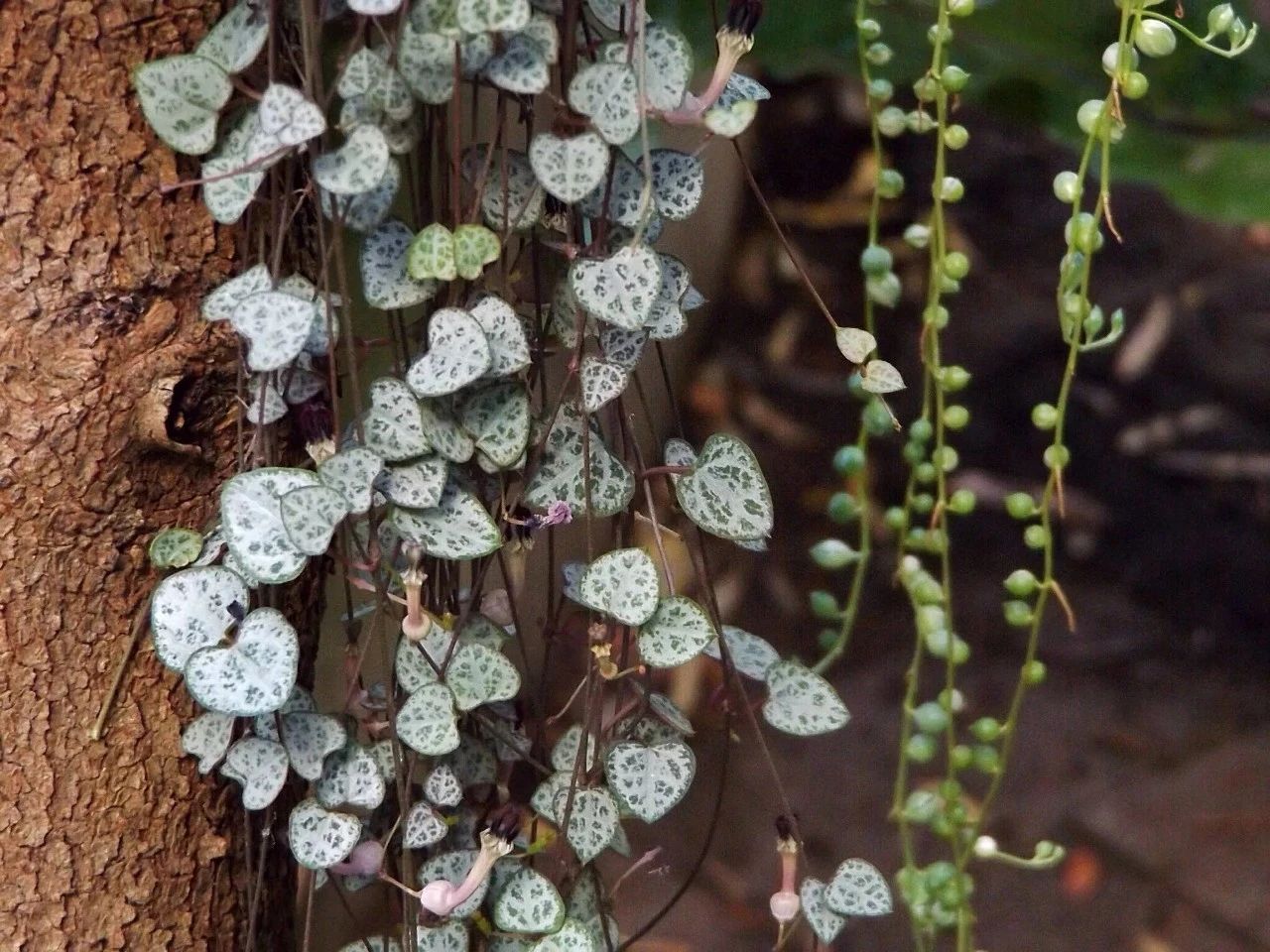 适合室内种植的爬藤植物有哪些,跟绿萝一样好养的爬藤植物