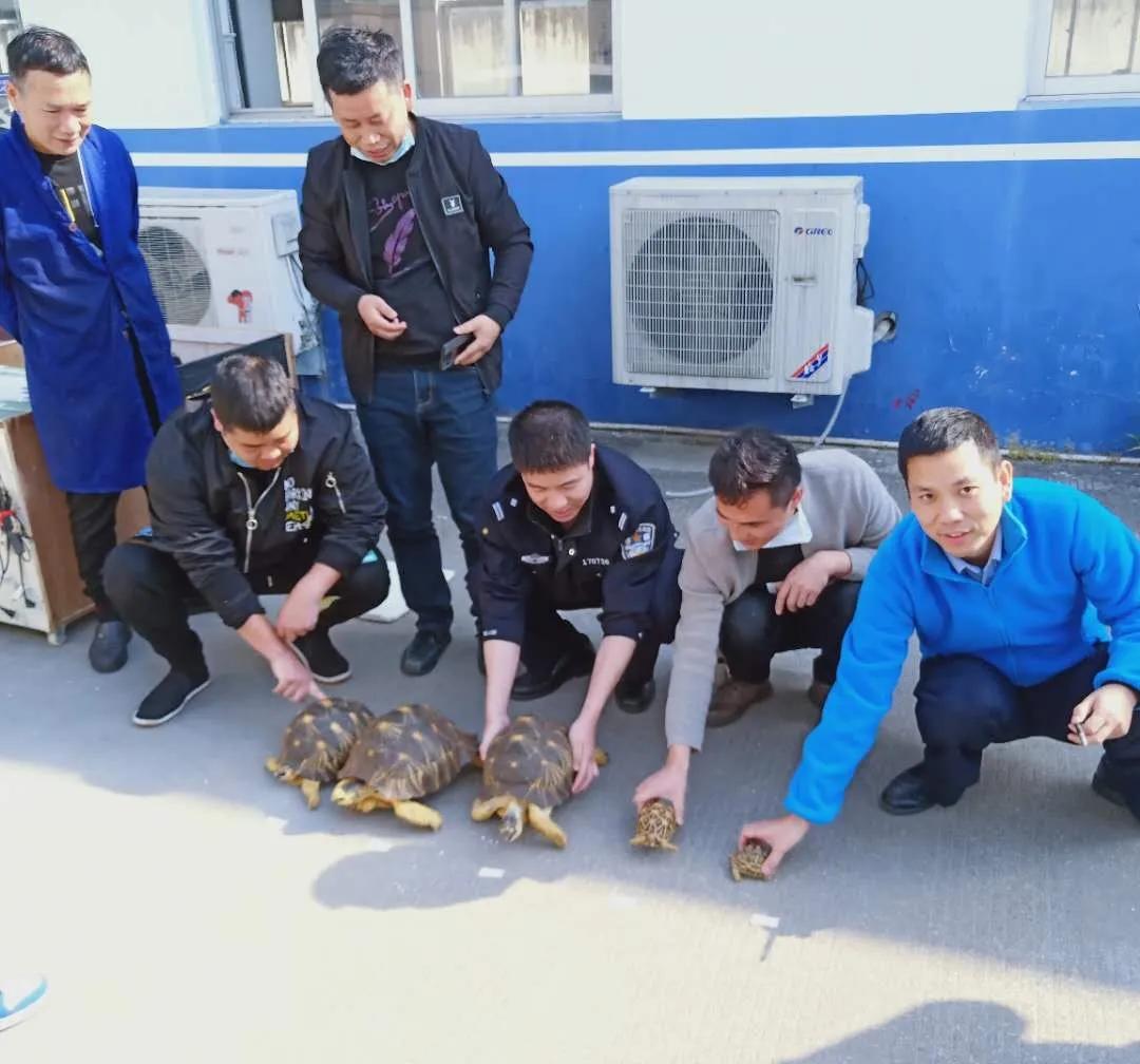 台州宠物龟被抓去哪里了,温岭宠物龟被抓
