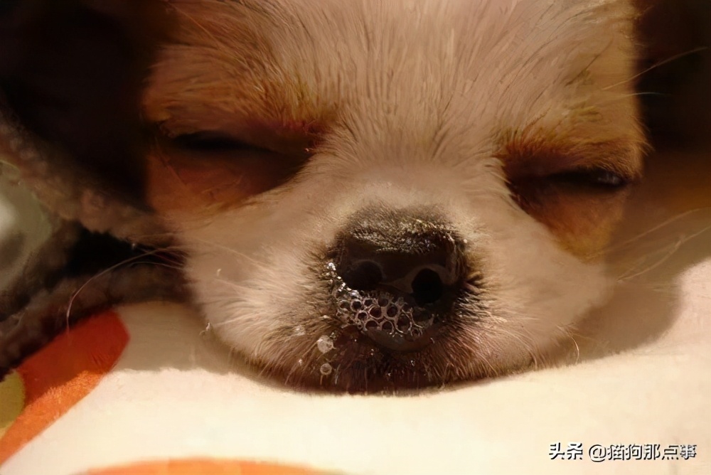 犬瘟如何避免传染,预防犬瘟最有效的方法