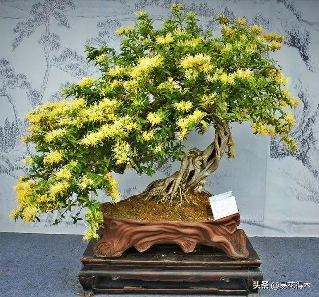 金银花黄叶子有黑斑是怎么回事,金银花现在发黄是啥原因