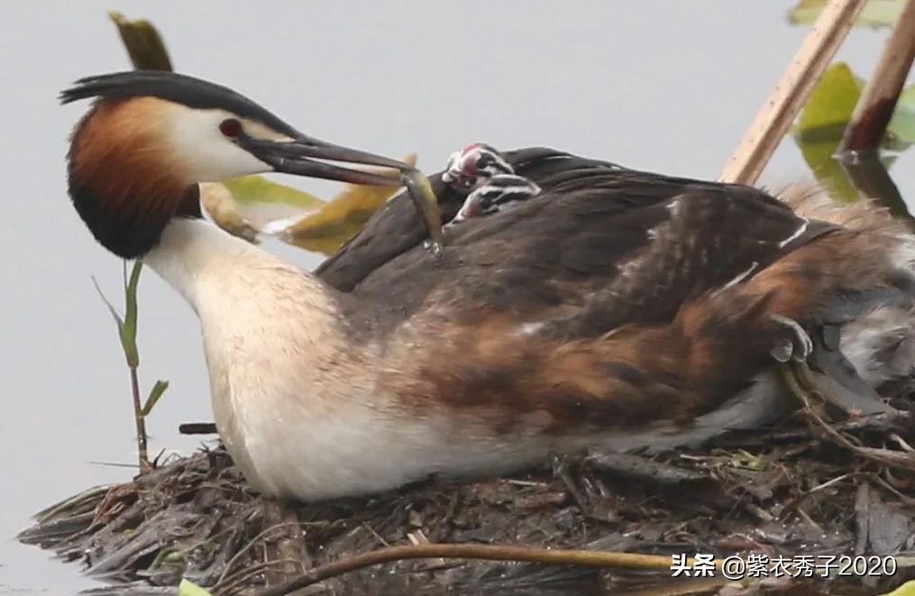 刚出生的鱼宝宝很大,刚生出来的鱼宝宝不怎么动呢