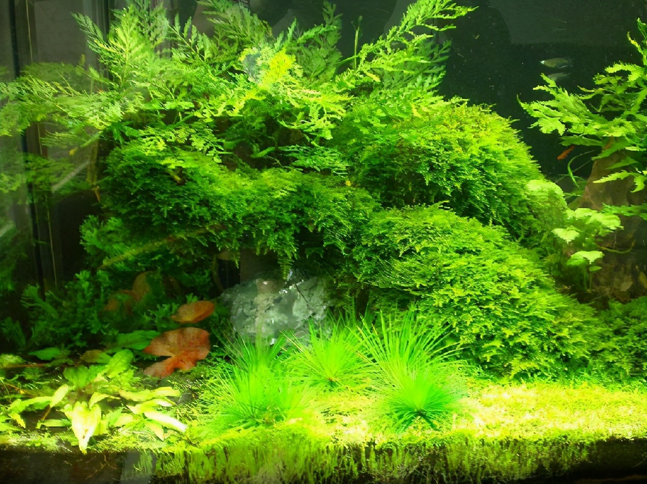 水草造景用什么水草最好,水草种植养鱼教程