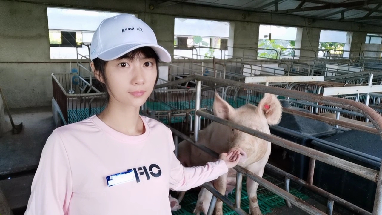 猪场管理实用技巧如何预防猪病,养猪疾病预防书籍