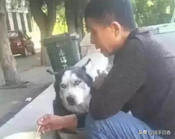 哈士奇被奶奶喂饭真吃不下去了,哈士奇吃不吃没关系