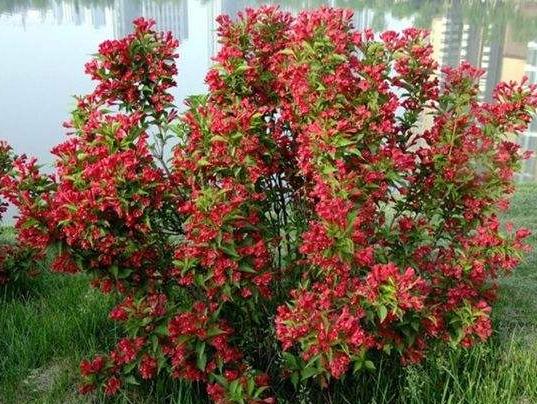 吴家洞村的苗木上开出致富花，还带领村民致富，村民年入百万