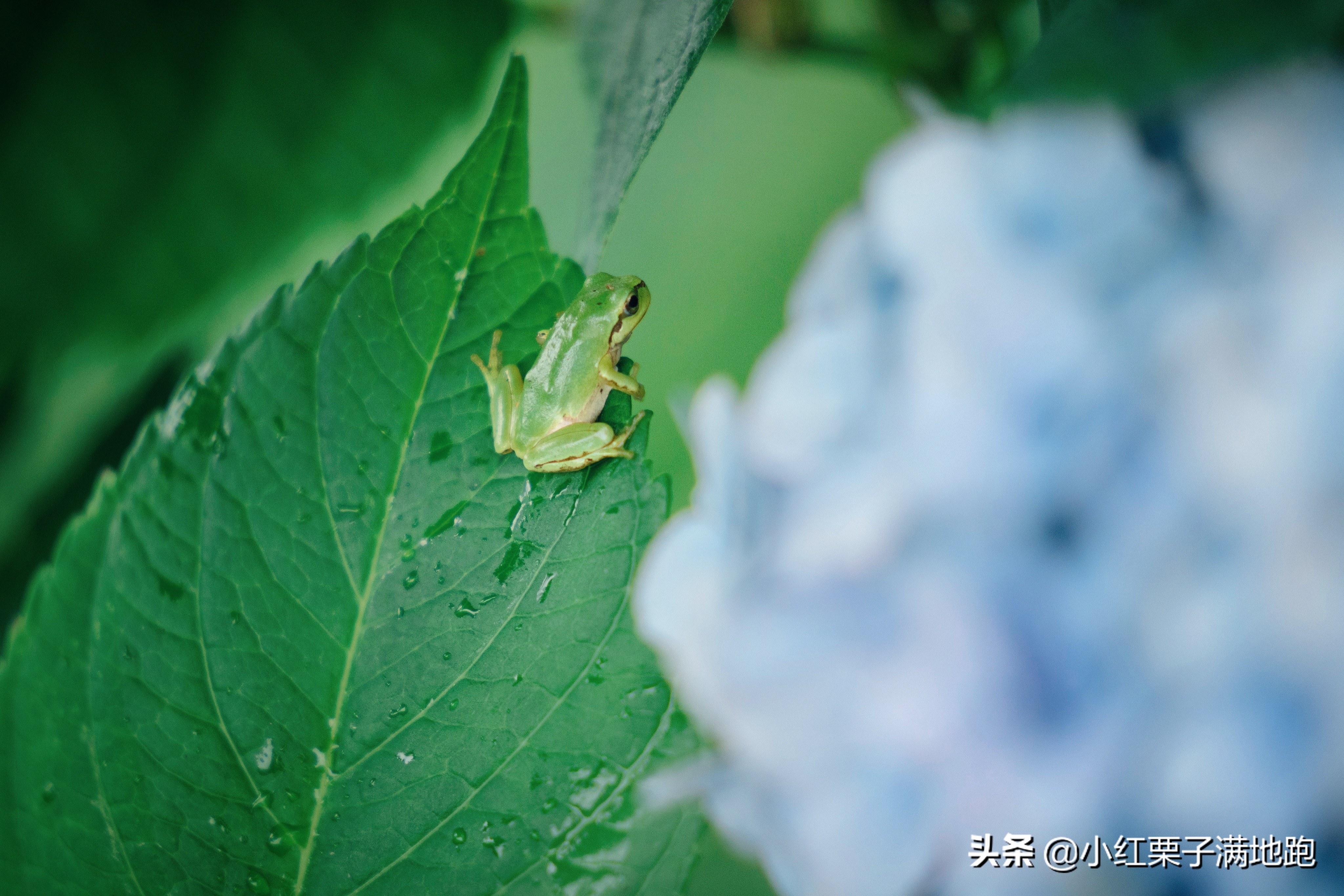 千叶县紫阳花开，如何一边体验火车之旅一边拍摄铁道风景？